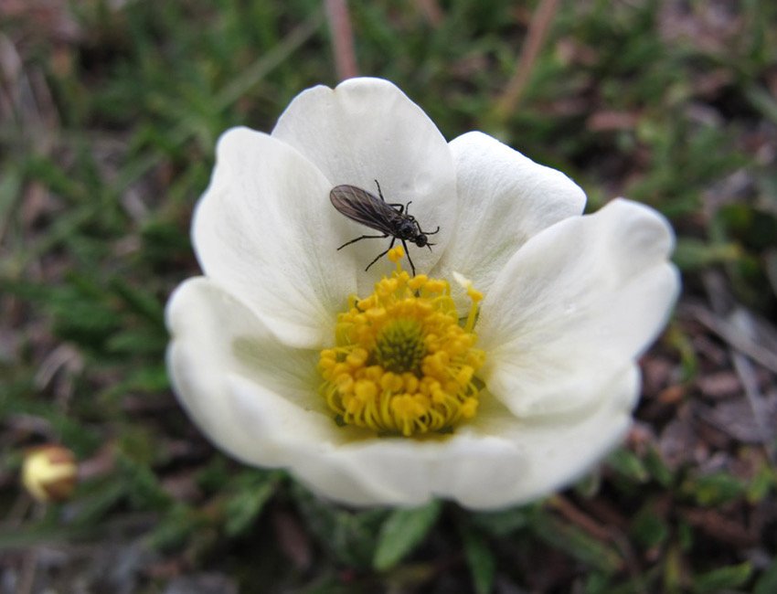 An insect visiting a mountain avens flower